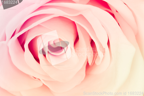 Image of multicolor rose