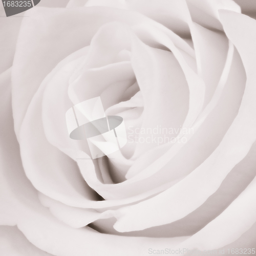 Image of white rose close up