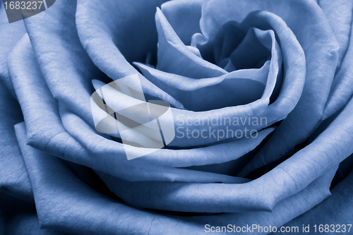 Image of blue rose