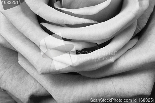 Image of white rose