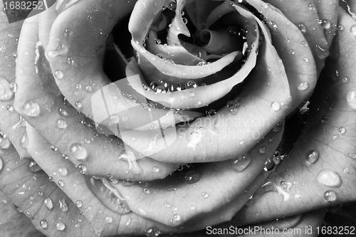 Image of white rose