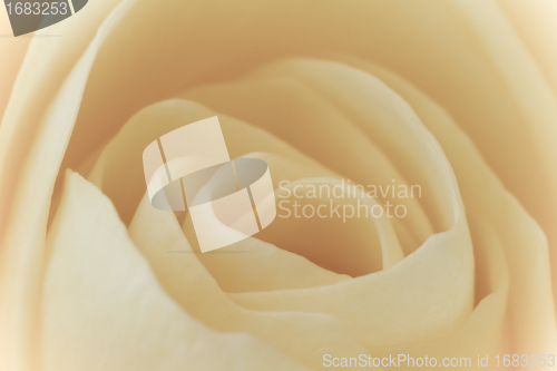 Image of white rose macro