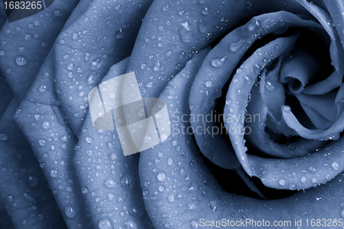 Image of blue rose