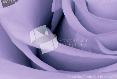 Image of violet rose close up