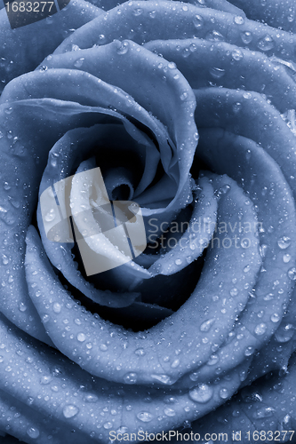 Image of blue rose