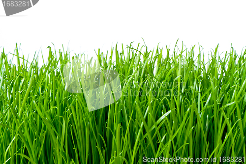 Image of green grass