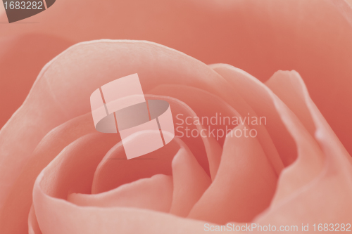 Image of pink rose macro