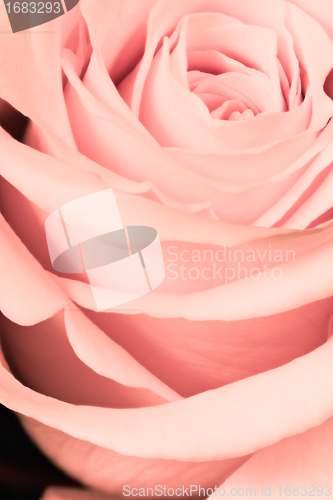 Image of pink rose close up