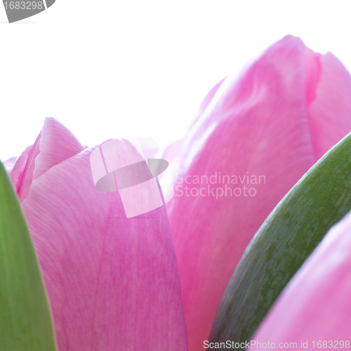 Image of pink tulips