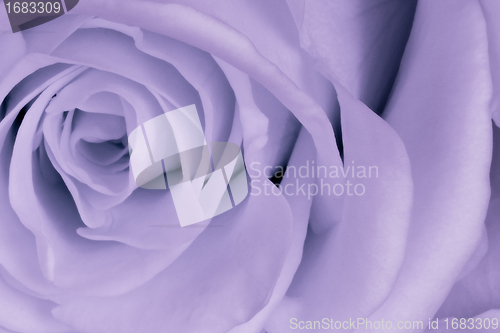 Image of violet rose close up