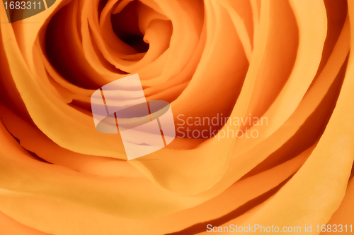 Image of orange rose close up