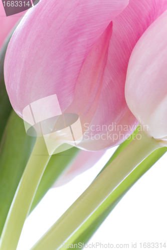 Image of pink tulips