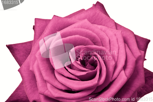 Image of pink rose