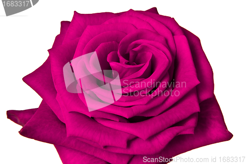 Image of pink rose