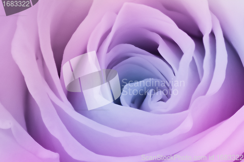 Image of multicolor rose