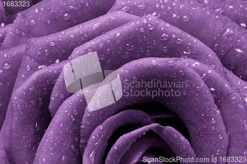 Image of violet rose