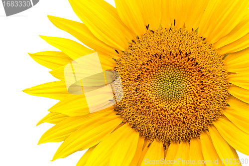 Image of sunflower