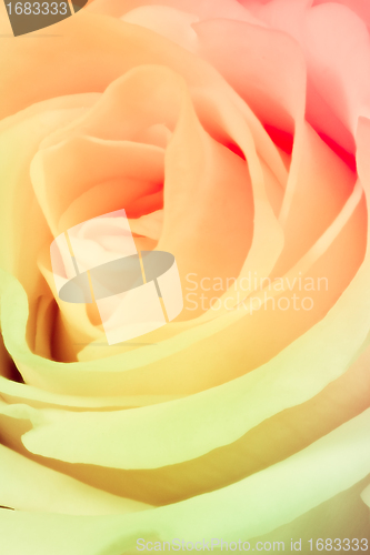 Image of multicolor rose