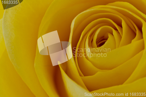 Image of yellow rose macro