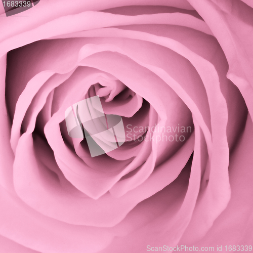 Image of pink rose close up