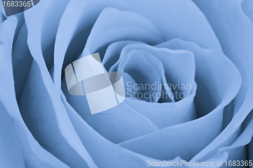 Image of blue rose close up