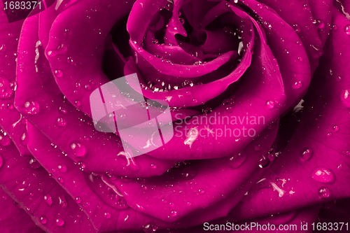 Image of pink rose