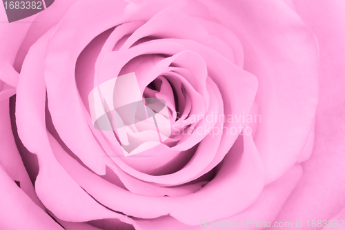 Image of pink rose close up