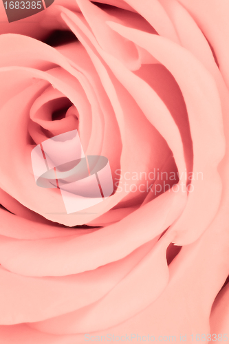 Image of pink rose close up