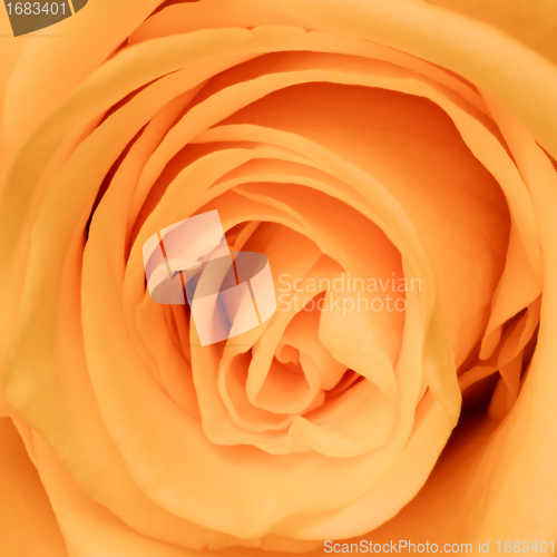 Image of orange rose close up