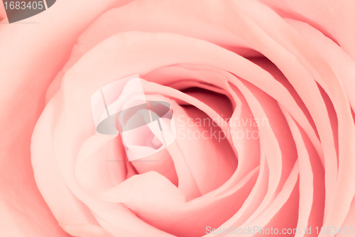Image of pink rose close up