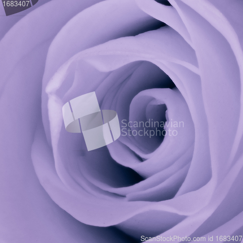 Image of violet rose close up