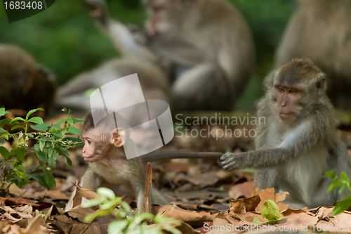 Image of Monkey (Macaca fascicularis)