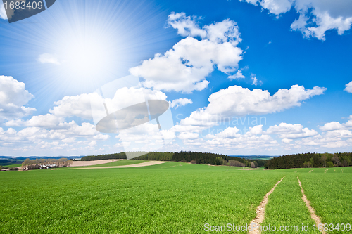 Image of green field