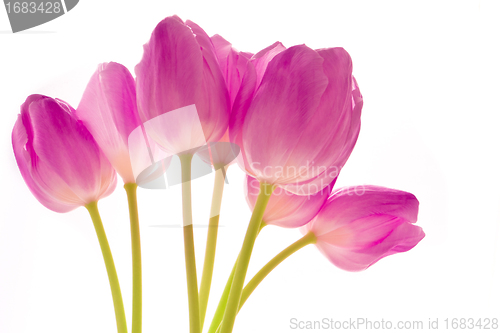 Image of bunch of tulips