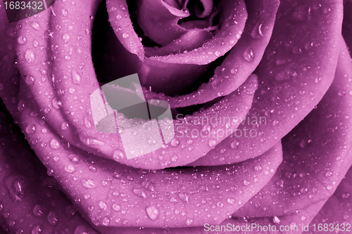 Image of pink rose