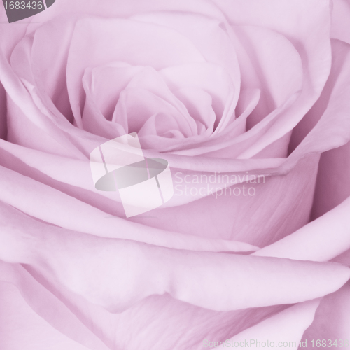 Image of violet rose close up
