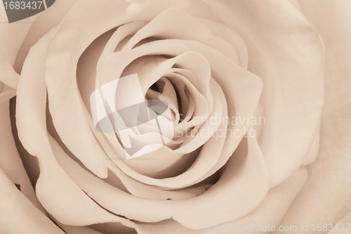 Image of white rose close up