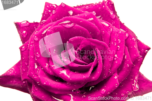 Image of pink rose
