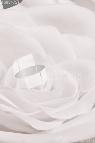 Image of white rose close up