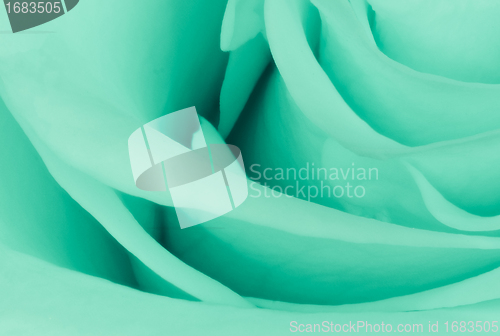 Image of green rose close up