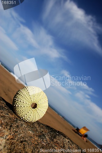 Image of Sea Urchin Vista