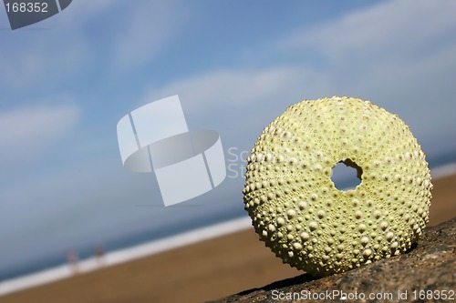 Image of Seashore Urchin