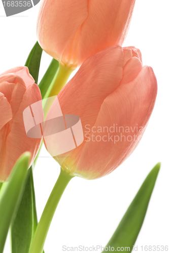 Image of orange tulips