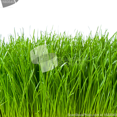 Image of green grass