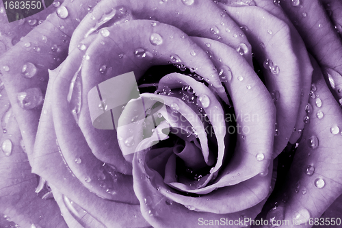 Image of violet rose