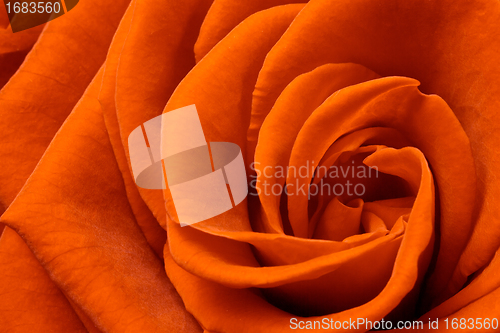 Image of orange rose