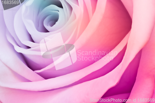 Image of multicolor rose