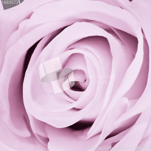Image of violet rose close up