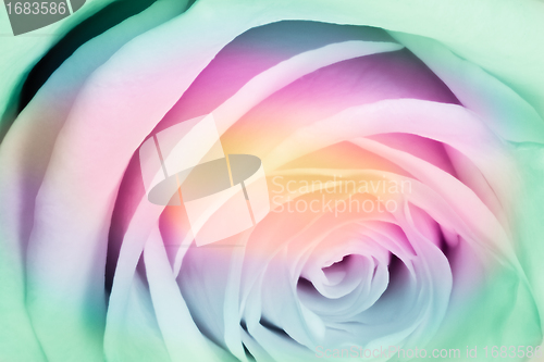 Image of multicolor rose