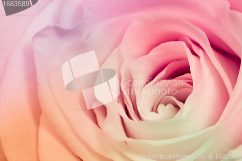 Image of multicolor rose